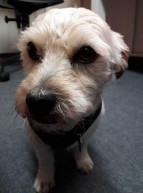 Key Contact Alfie Hound