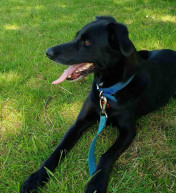 Key Contact Merlin Hound